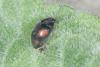 Scymnus sp.